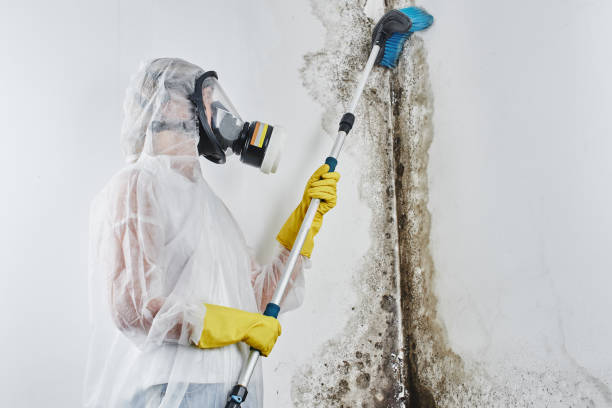 Best Mold Removal Near Me  in Wrangell, AK