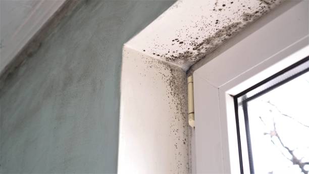Best Mold Damage Repair  in Wrangell, AK