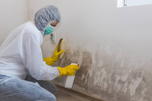 Certified Mold Removal in Wrangell, AK
