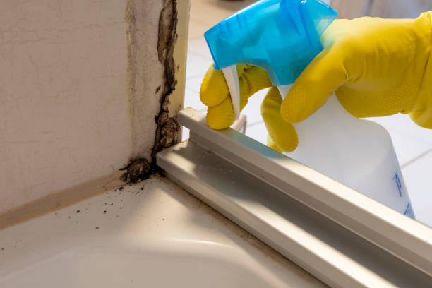 Best Mold Testing  in Wrangell, AK