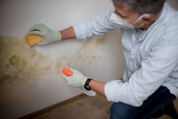 Best Mold Testing  in Wrangell, AK