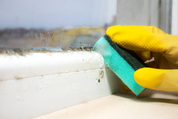 Best Emergency Mold Removal  in Wrangell, AK