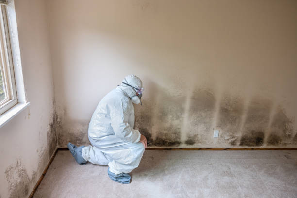 Best Mold Remediation  in Wrangell, AK