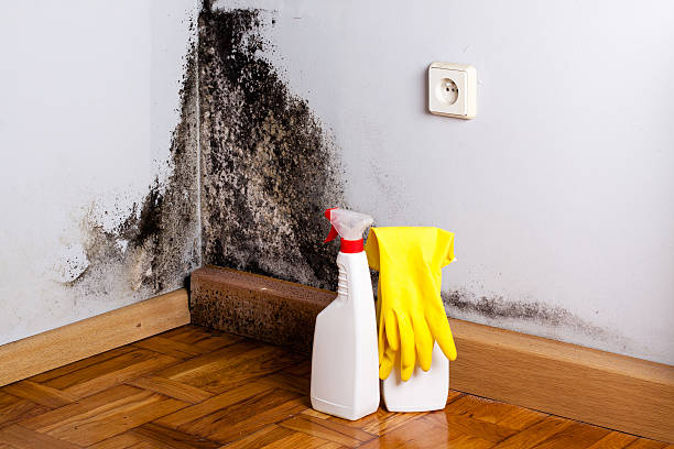 Trusted Wrangell, AK Mold Removal Experts