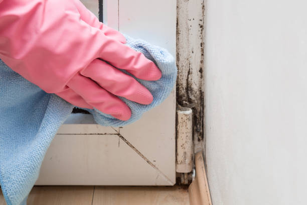 Best Crawl Space Mold Removal  in Wrangell, AK